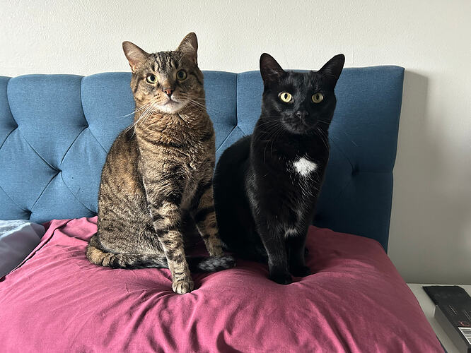 cats